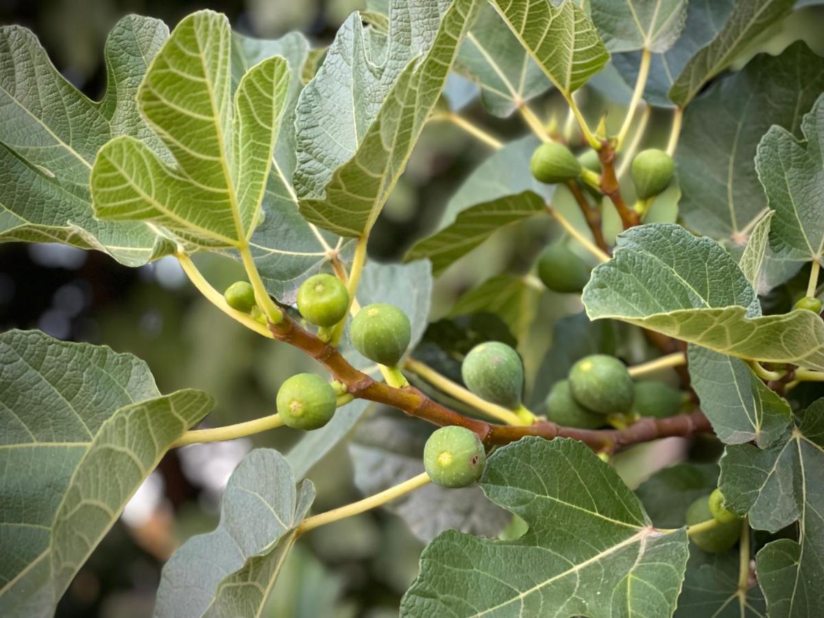 Quinta Do Areal Διαμέρισμα Lousã Εξωτερικό φωτογραφία