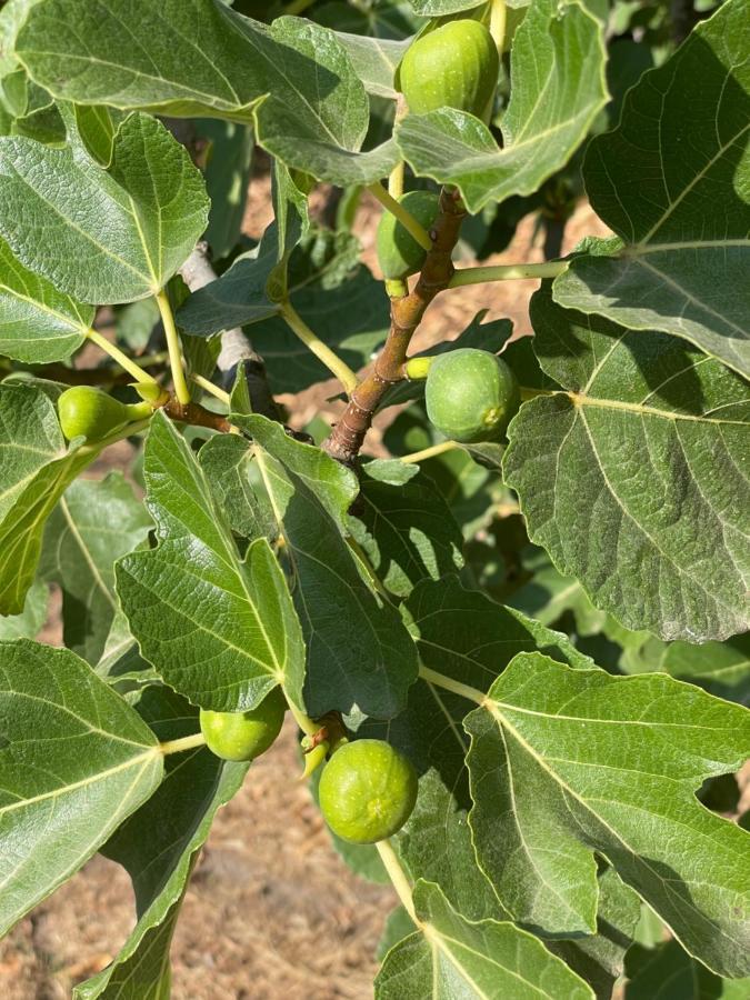 Quinta Do Areal Διαμέρισμα Lousã Εξωτερικό φωτογραφία